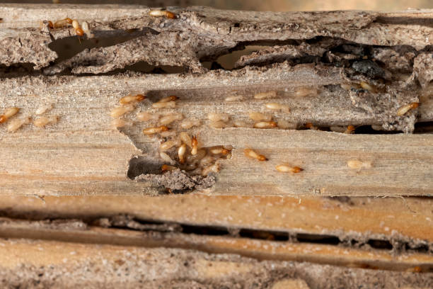 Best Wildlife Control Services  in Stow, OH
